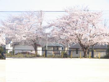 写真　校庭の桜