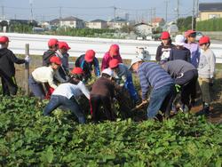 １１月１日 金 ５年生 さつまいも掘り 松戸市立新松戸西小学校