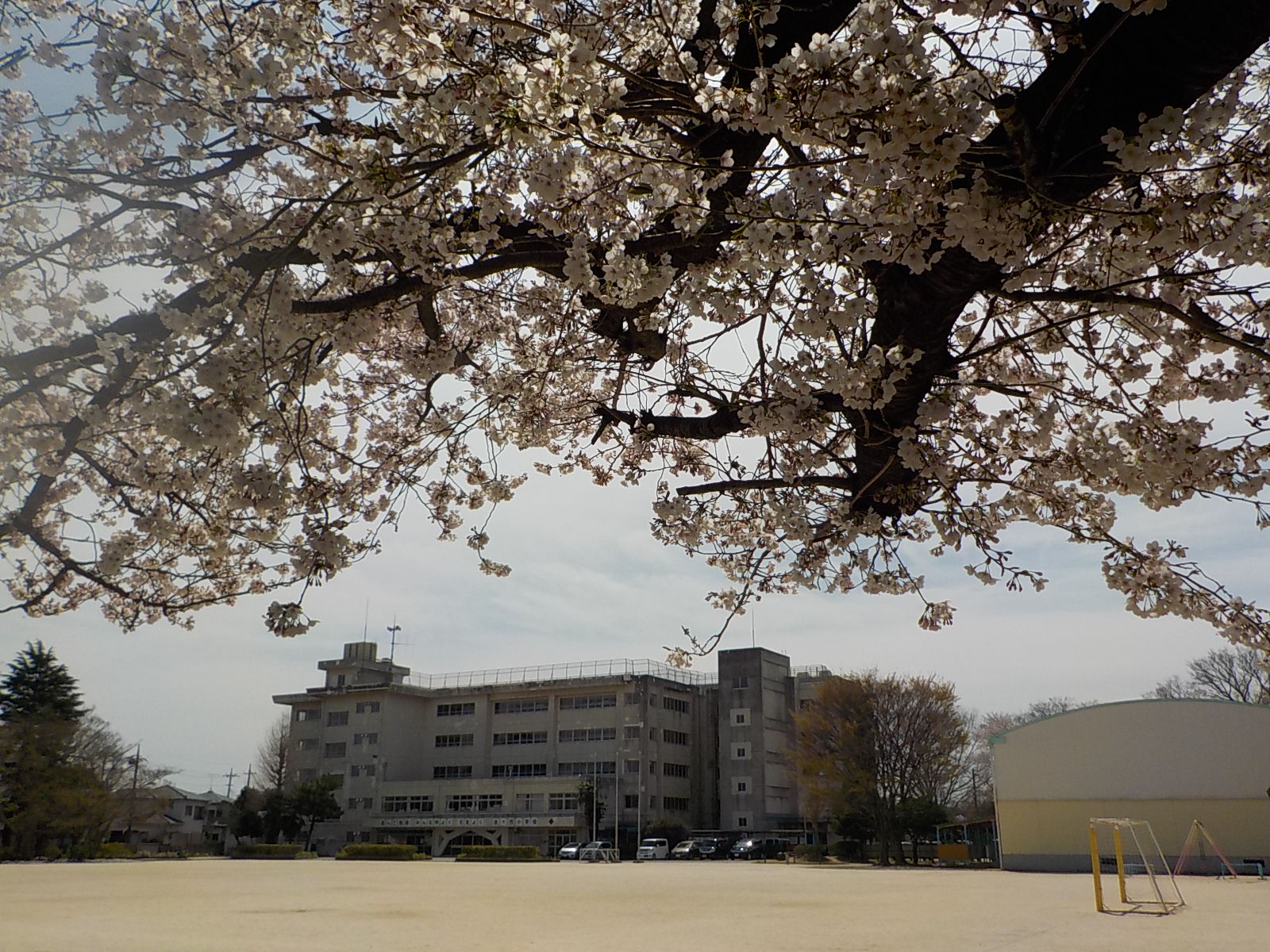 一本桜からみた校舎