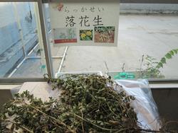 学校産落花生
