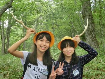 鹿のつの