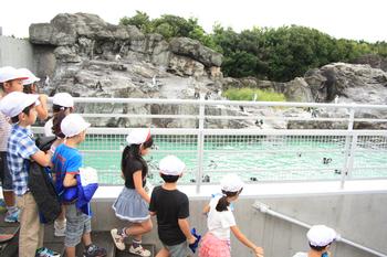 外からもペンギン
