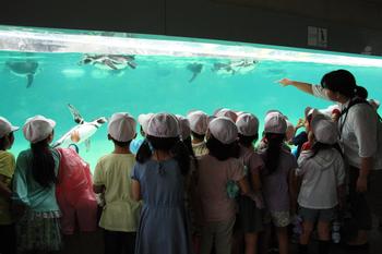 ペンギンは大人気