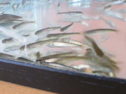 大きくなったさけの稚魚