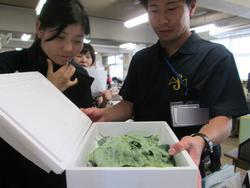 モンシロチョウのたまご